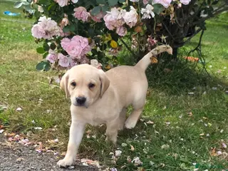 Labrador Retriever dogs Two beautiful labrador pups available - Advert 8