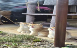 Scottish Fold cats for sale: 1male  1 female READY TO COLLECT - Image 9