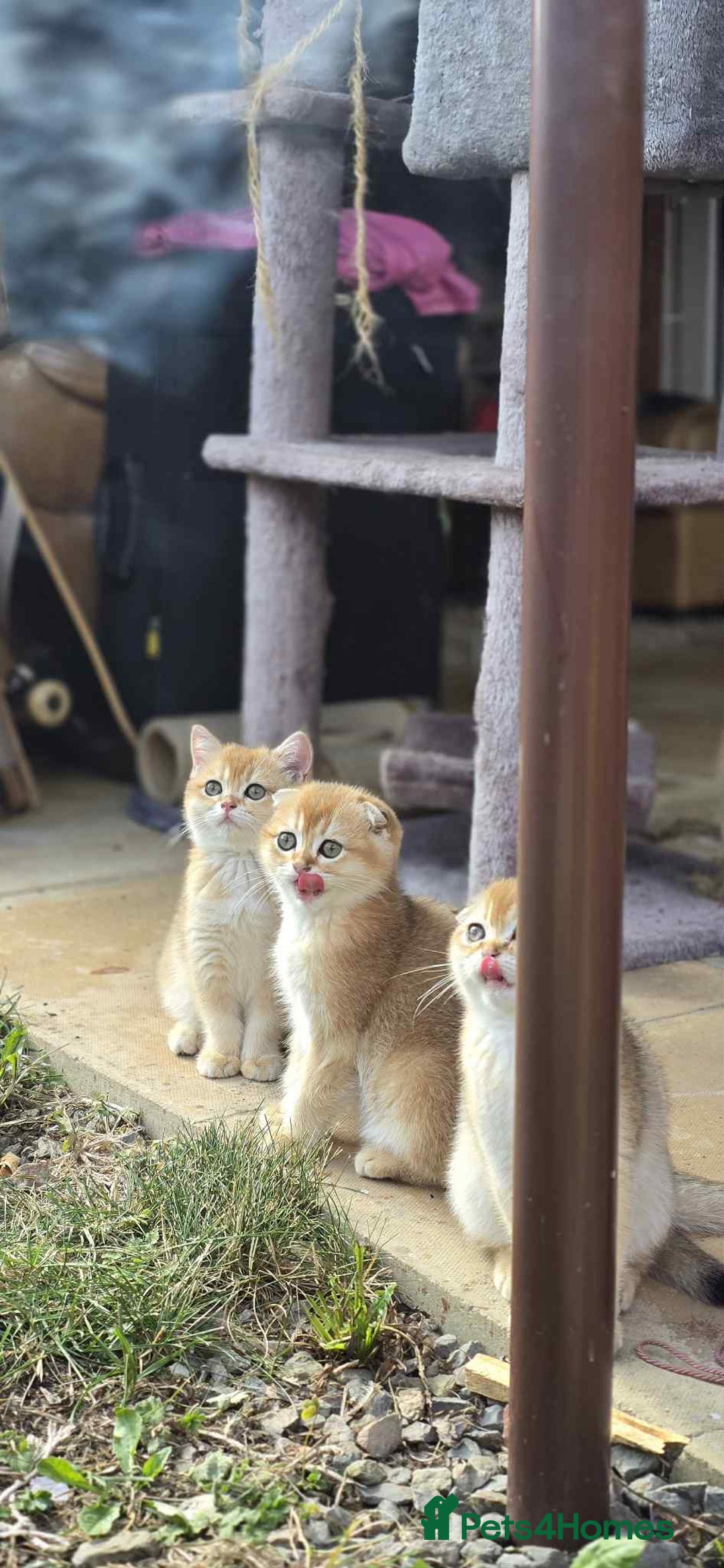 Scottish Fold cats for sale: 1male  1 female READY TO COLLECT - Image 9