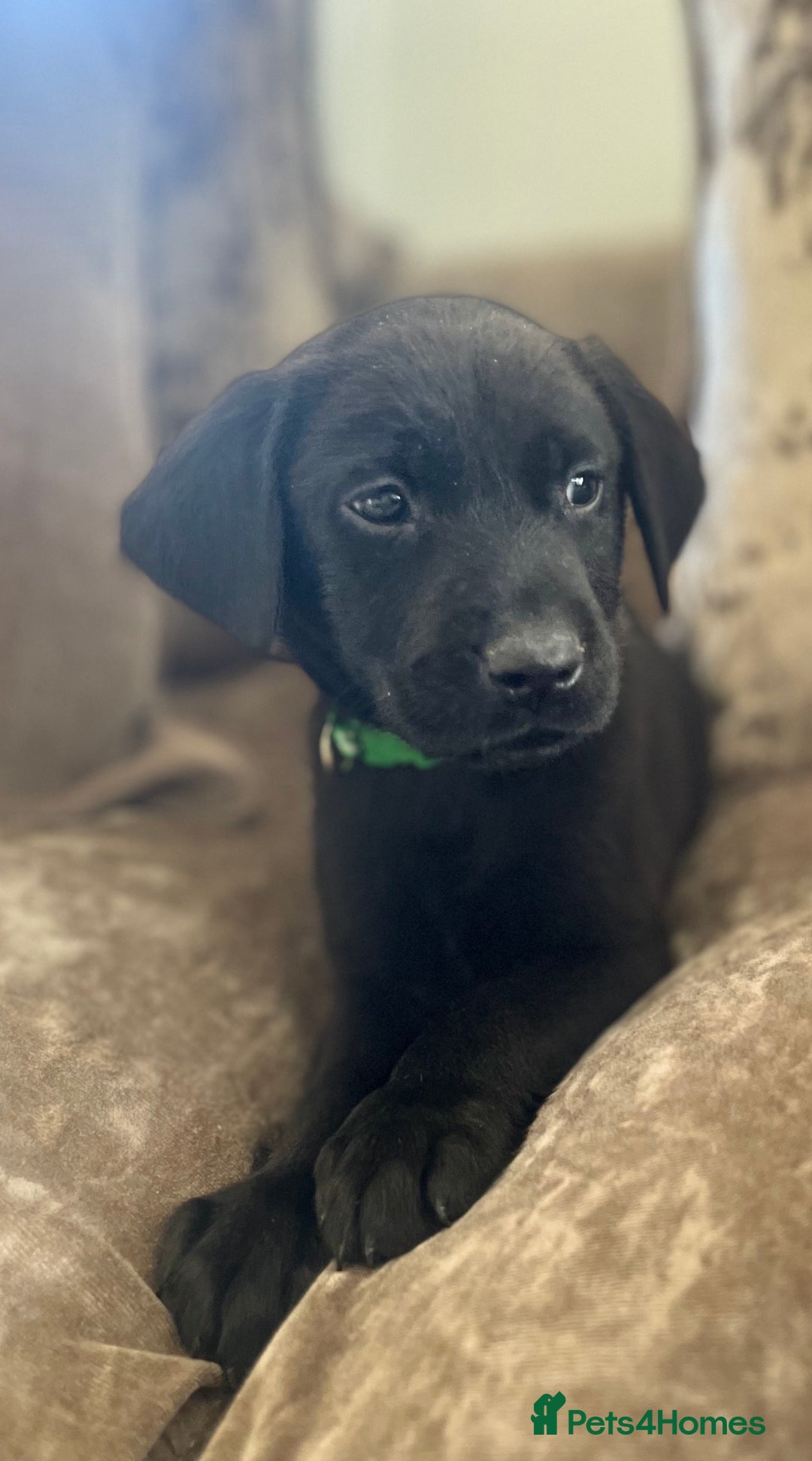 Labrador Retriever dogs for sale: Beautiful Black Pedigree Labrador Puppies - Advert 14