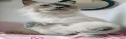 Ragdoll cats for sale: Pedigree Ragdoll kittens ready now  - Advert 14