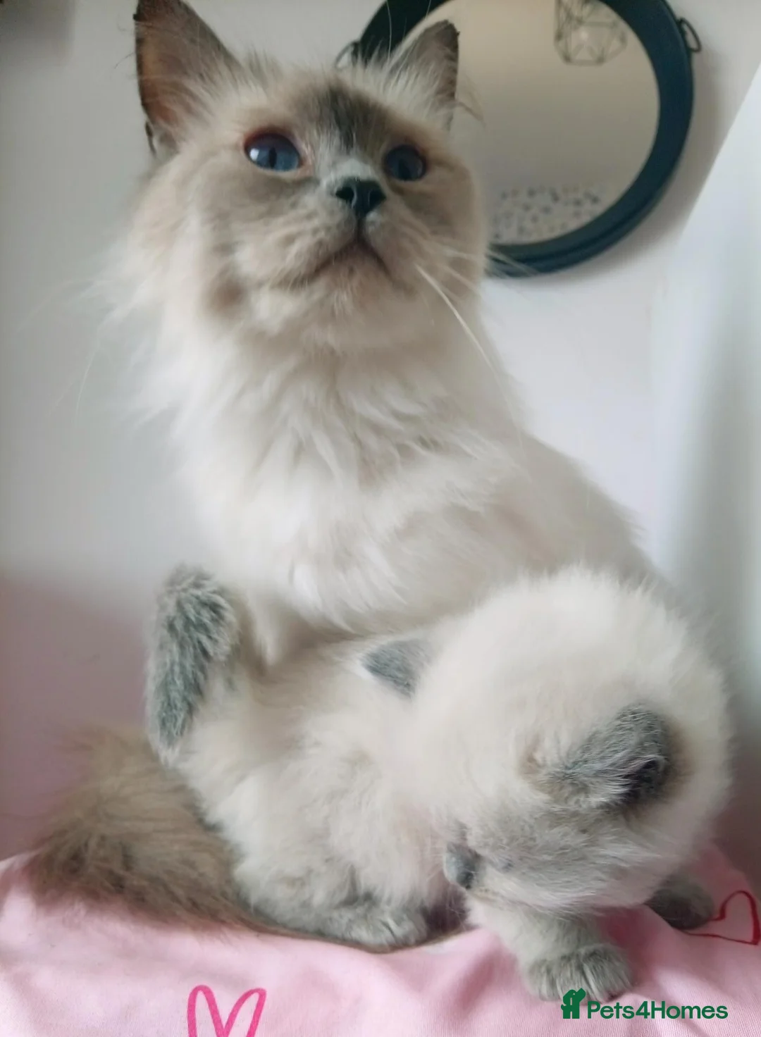 Ragdoll cats for sale: Pedigree Ragdoll kittens ready now  - Advert 14