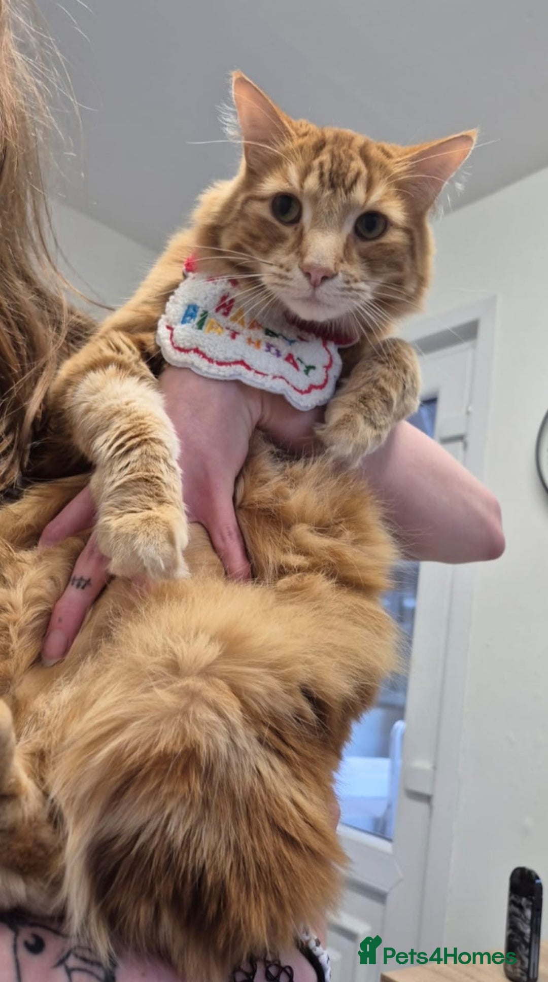 Maine Coon cats for sale: Absolutely Beautiful Half Maine Coon Male Kitten - Image 13