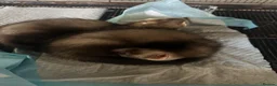 Ferret rodents for sale: Two stunning semi tamed ferrets  in Derby - Advert 5