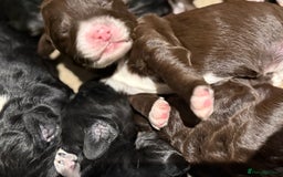 Cockapoo dogs for sale: Miniature f1 Cockapoos puppies - Advert 7