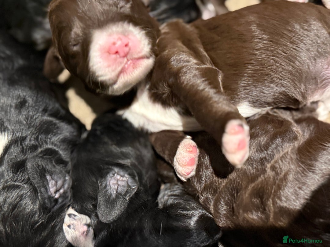 Cockapoo dogs for sale: Miniature f1 Cockapoos puppies - Advert 7