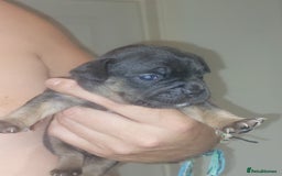Mixed Breed dogs for sale: FRENCH BULLDOG X STAFFY  - Image 3