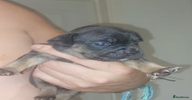 Mixed Breed dogs - Advert 14