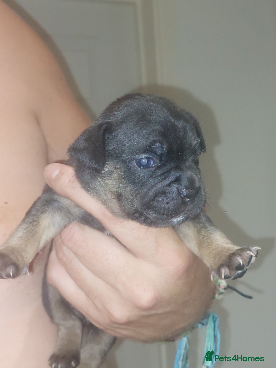 Mixed Breed dogs for sale: FRENCH BULLDOG X STAFFY  - Image 3