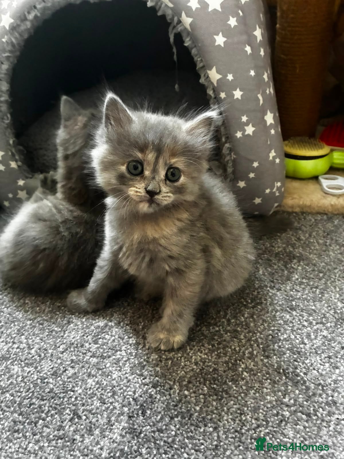 Persian cats Two gorgeous persian mix kittens  - Advert 16