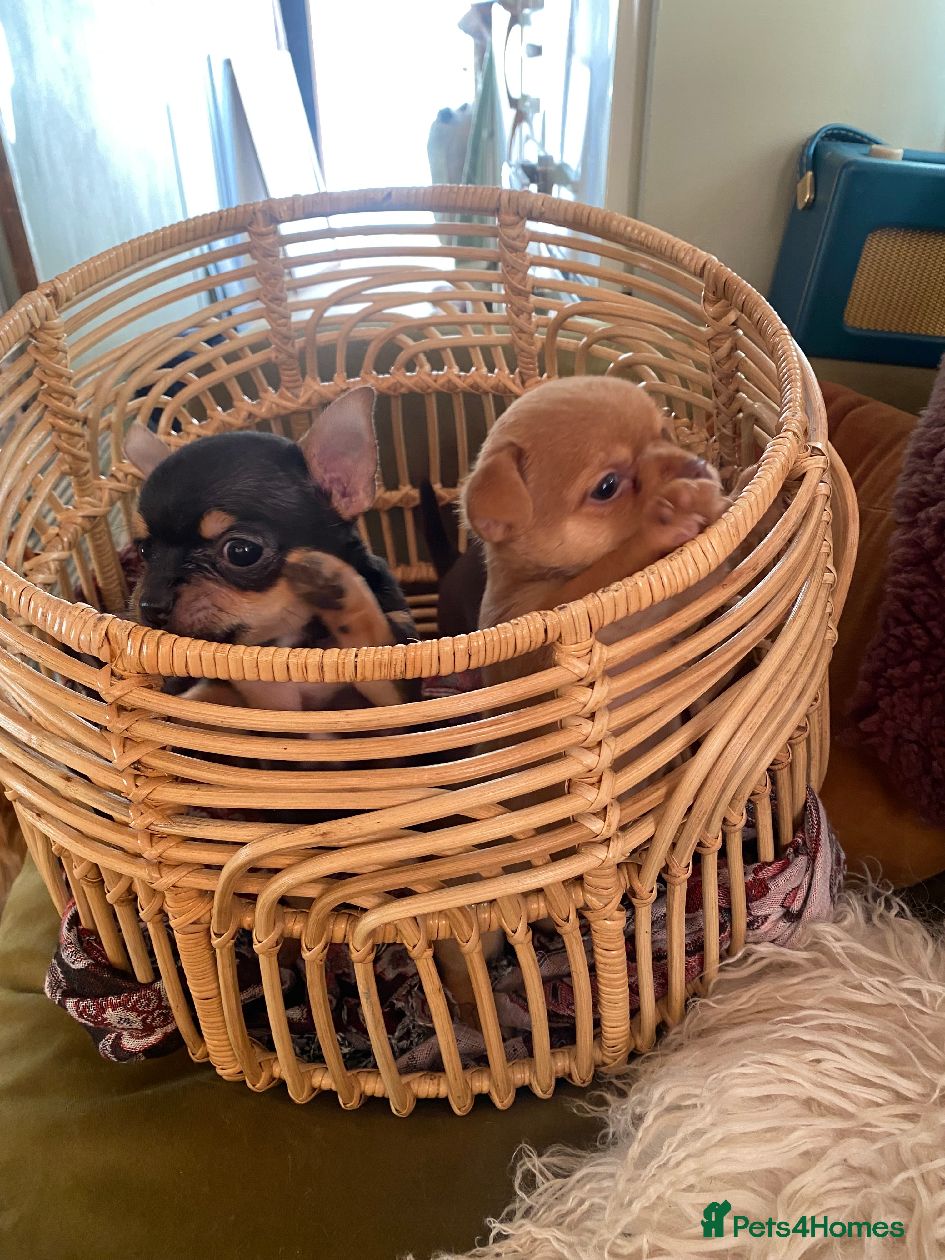 Chorkie dogs Chorkies Chihuahua/ Yorkshire terrier cross   - Advert 6