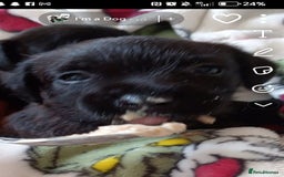 Mixed Breed dogs for sale: 3/4 border terrier pups  - Image 6