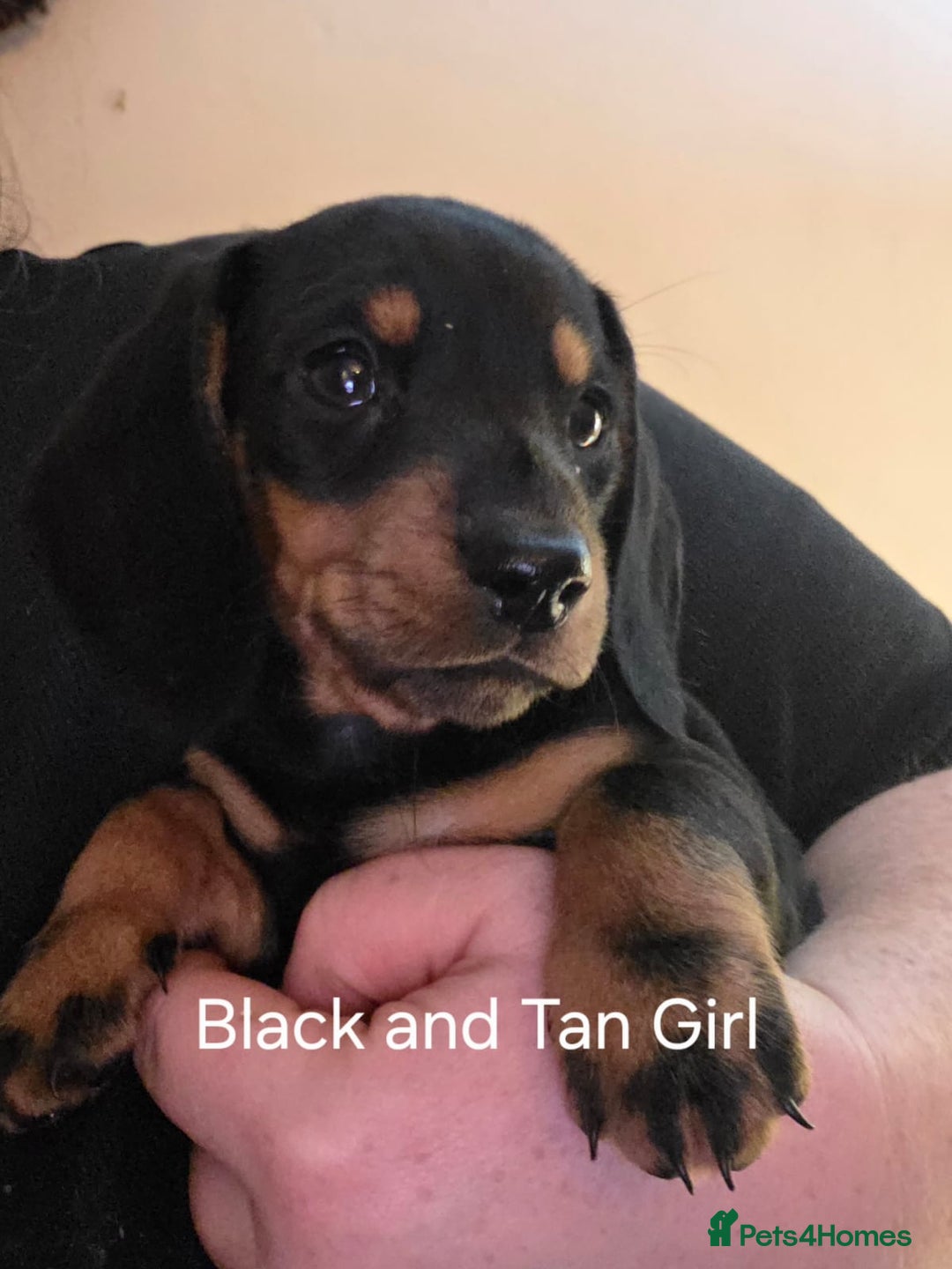 Dachshund dogs for sale: Dachshund puppies  - Image 2