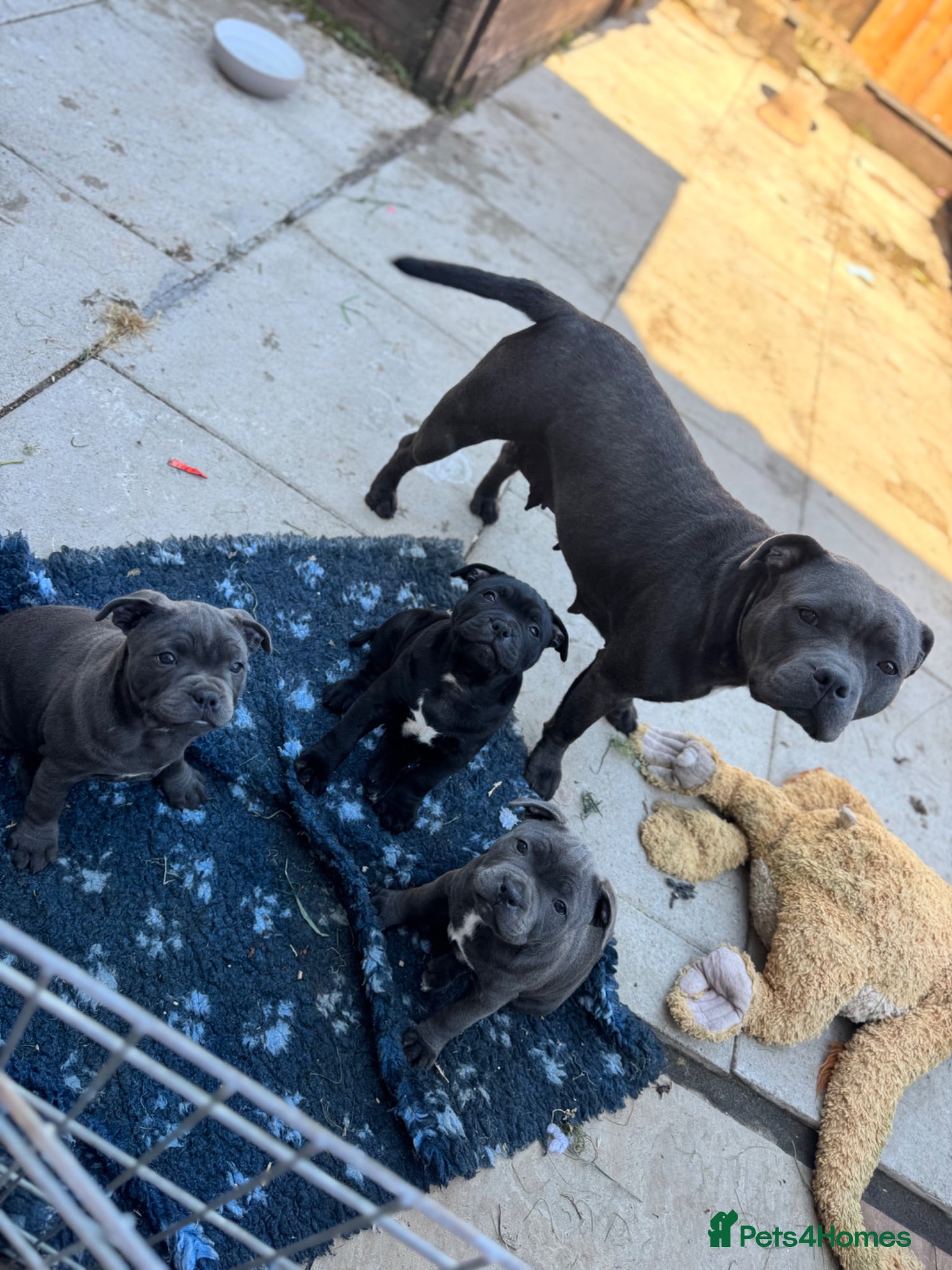Staffordshire Bull Terrier dogs NOW READY! Pharaon X Piro X Bill Champion pups - Advert 1