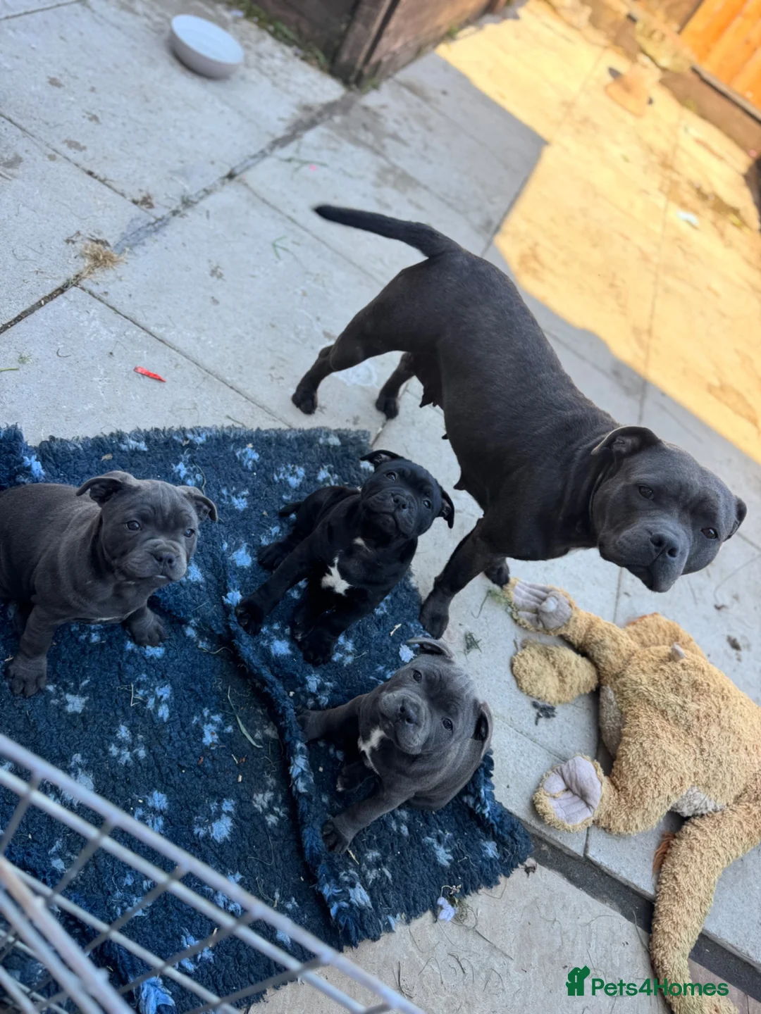 Staffordshire Bull Terrier dogs for sale: NOW READY! Pharaon X Piro X Bill Champion pups - Advert 1