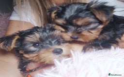 Yorkshire Terrier dogs for sale: Adorable Yorkshire terrier puppies  - Image 6