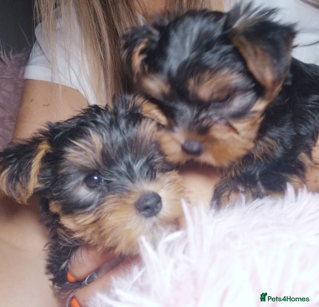 Yorkshire Terrier dogs for sale: Adorable Yorkshire terrier puppies  - Image 6
