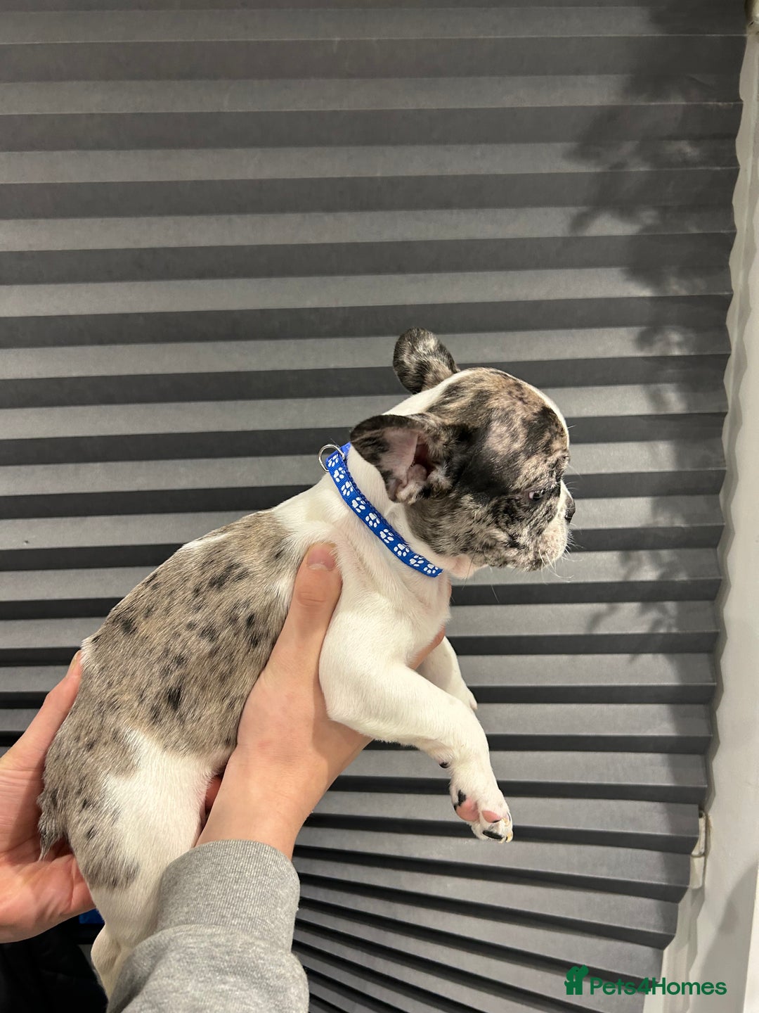 French Bulldog dogs for sale: French Bulldog Puppies for sale  - Advert 12