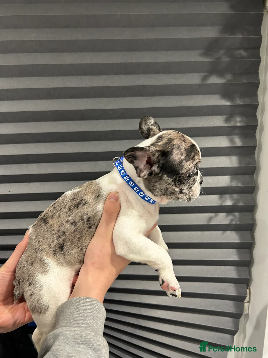 French Bulldog dogs for sale: French Bulldog Puppies for sale  - Advert 12