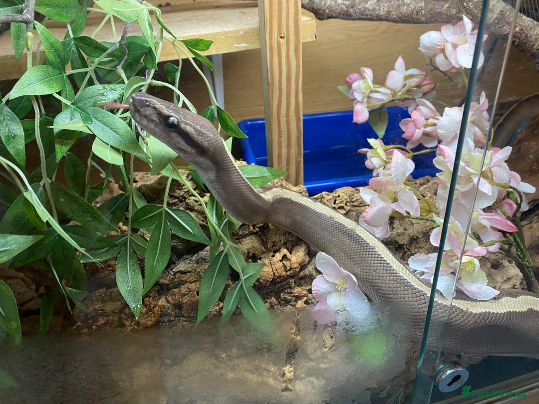 Python Snake reptiles for sale: Royal pythons looking for new homes  - Advert 16