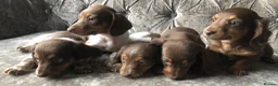 Miniature Dachshund dogs for sale: Miniature long haired dachshund READY NOW - Advert 23