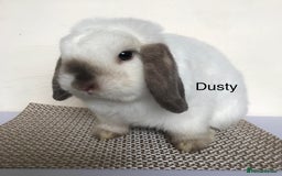 Mini Lop rabbits for sale: Adult Mini Lop Bunnies Available For Rehoming - Image 8