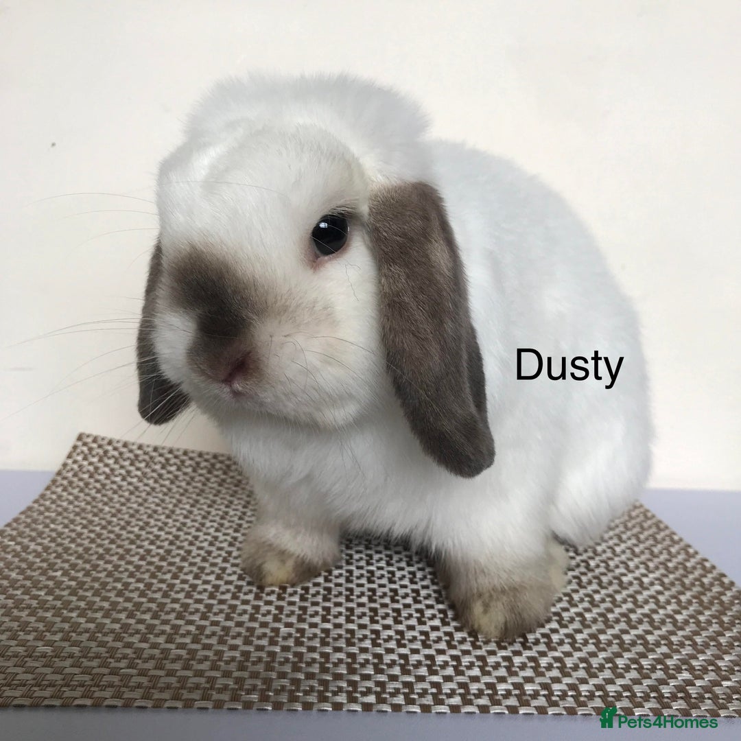 Mini Lop rabbits for sale: Adult Mini Lop Bunnies Available For Rehoming - Image 8