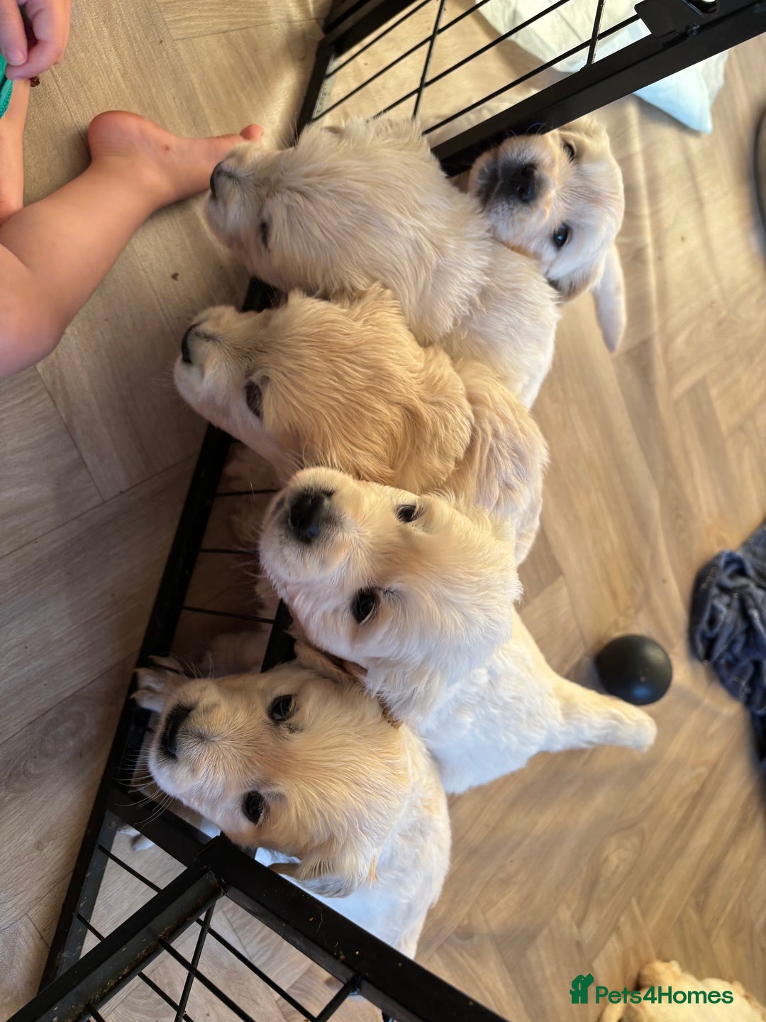 Golden Retriever dogs for sale: Two female Golden Retriever puppies left - Image 11