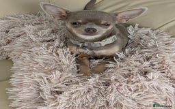 Chihuahua dogs for sale: Lilac chihuahua puppy kc - Image 5
