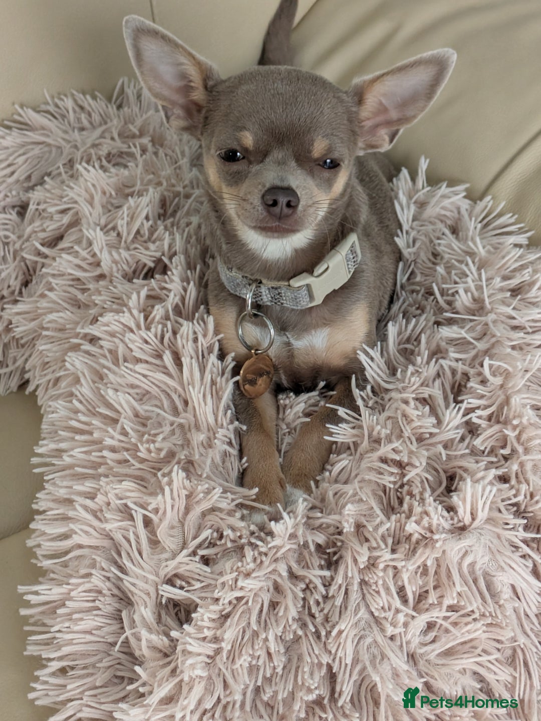 Chihuahua dogs for sale: Lilac chihuahua puppy kc - Image 5