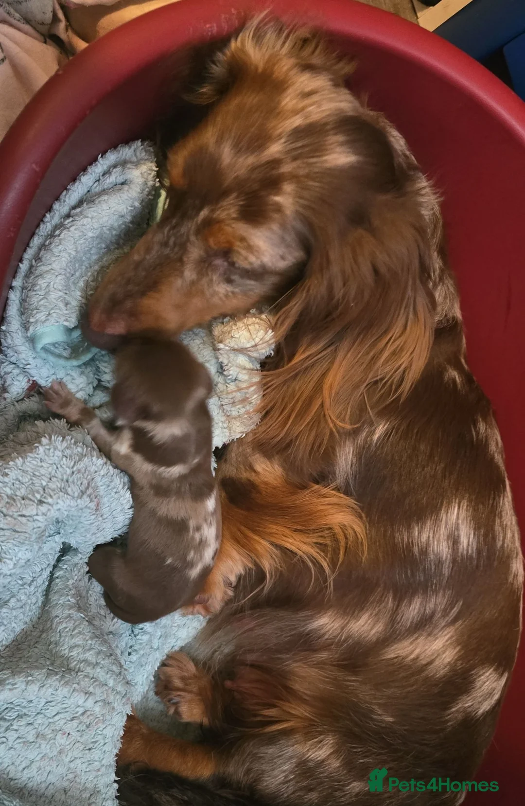 Miniature Dachshund dogs for sale: Adorable girl - Advert 13