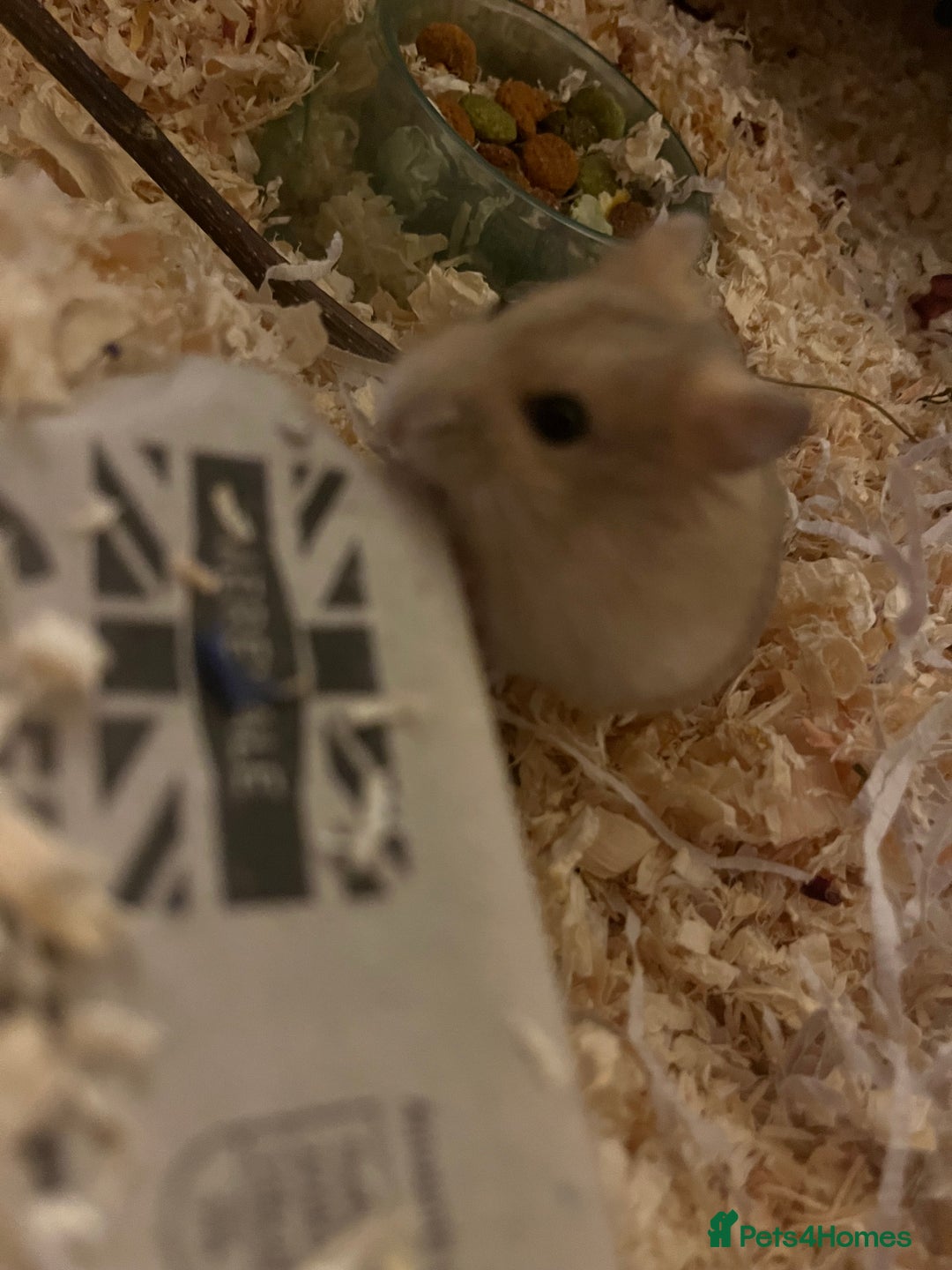Hamster rodents for sale: Russian Dwarf Hamster - Advert 2
