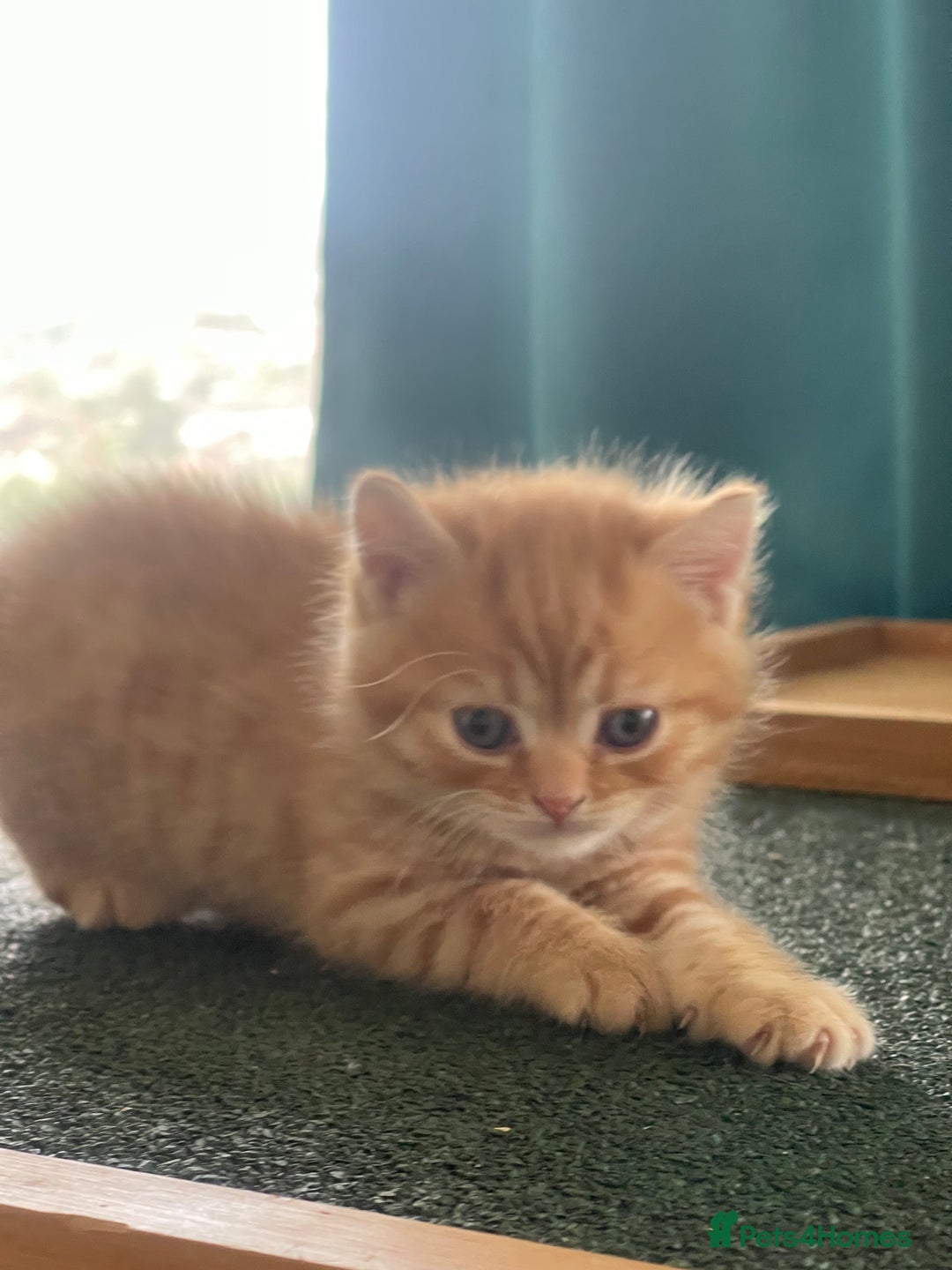 British Shorthair cats for sale: Bsh and Scottish straight mix - Image 13