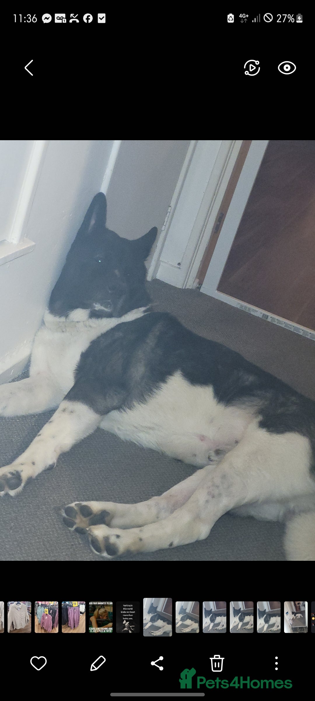 Akita dogs for stud: American Akita For Stud Big Beautiful Boy - Image 2