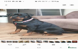 Rottweiler dogs for sale: Kc reg full German champion rottweiler puppies   - Image 34