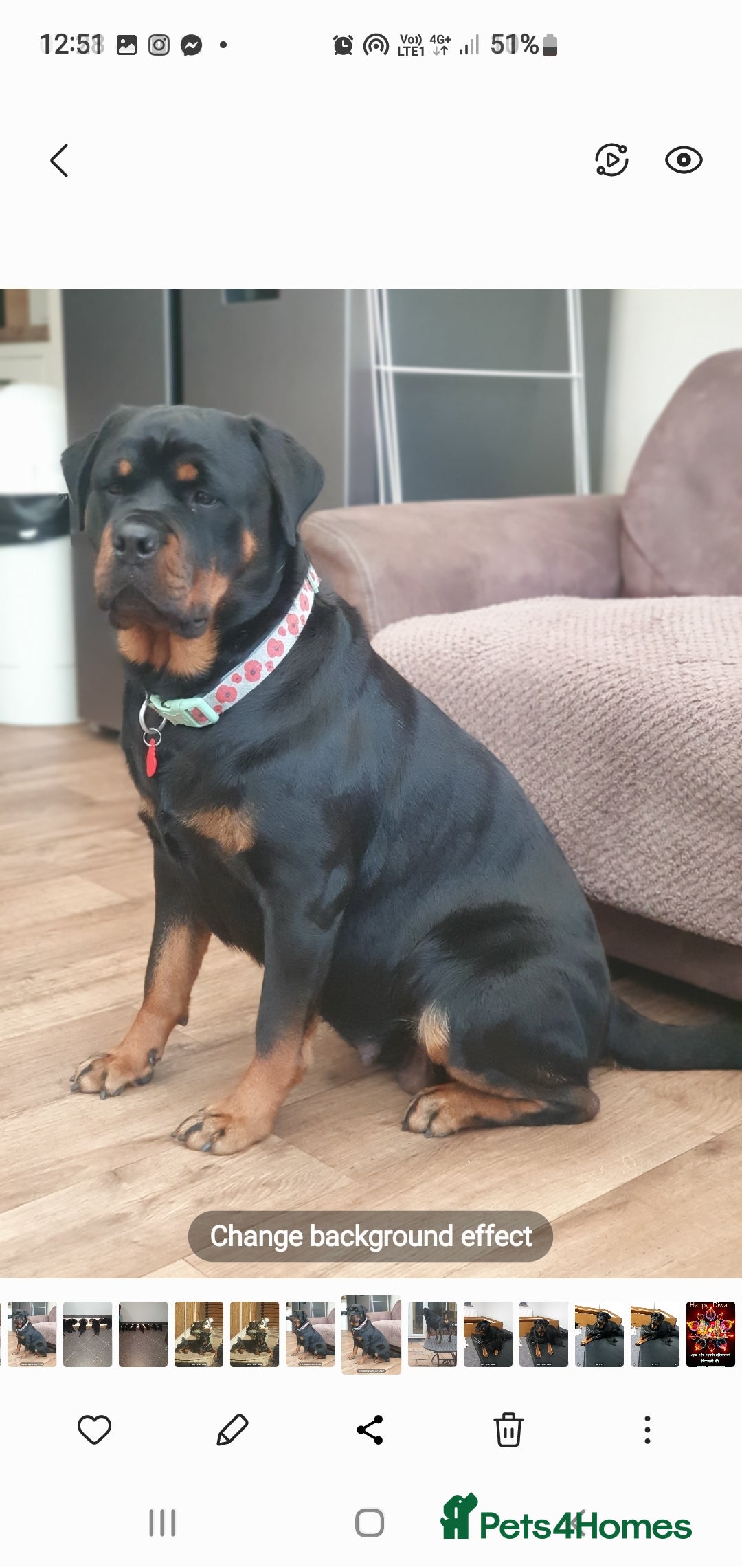 Rottweiler dogs for sale: Kc reg full German champion rottweiler puppies   - Image 34
