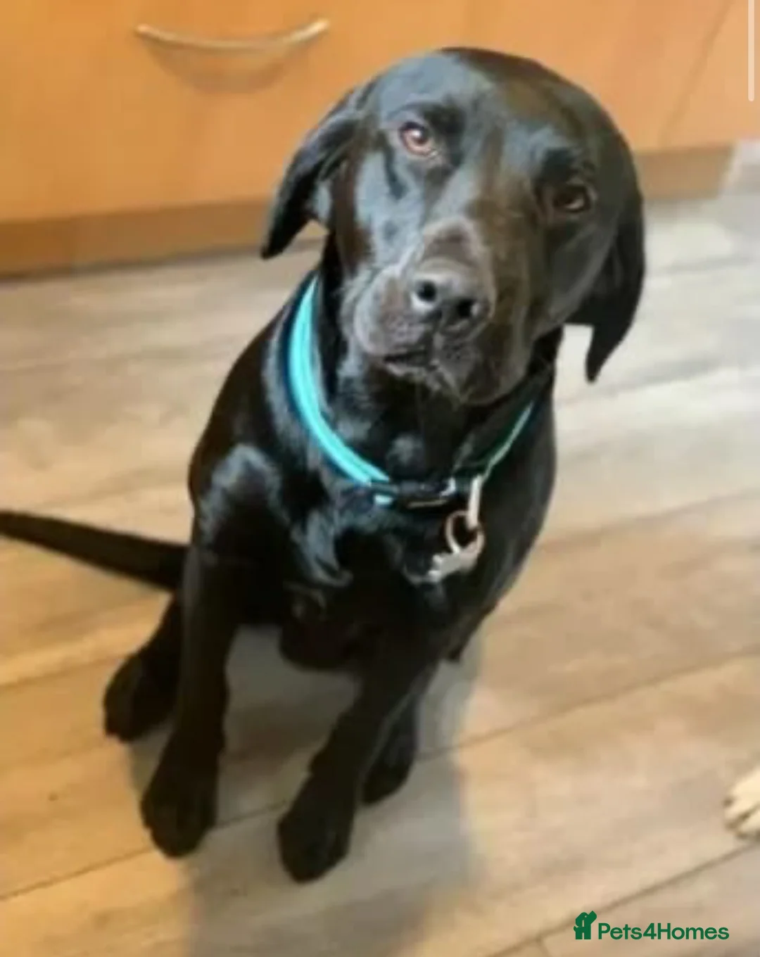 Labrador Retriever dogs for stud: 🐶✨KC reg handsome boy for stud✨🐶 in Blackburn - Advert 3