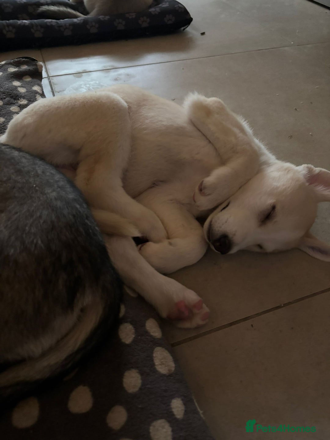 Pomsky dogs for sale: Adorable Blue Eyed 🐾 Long Eared Pomskies  - Image 21