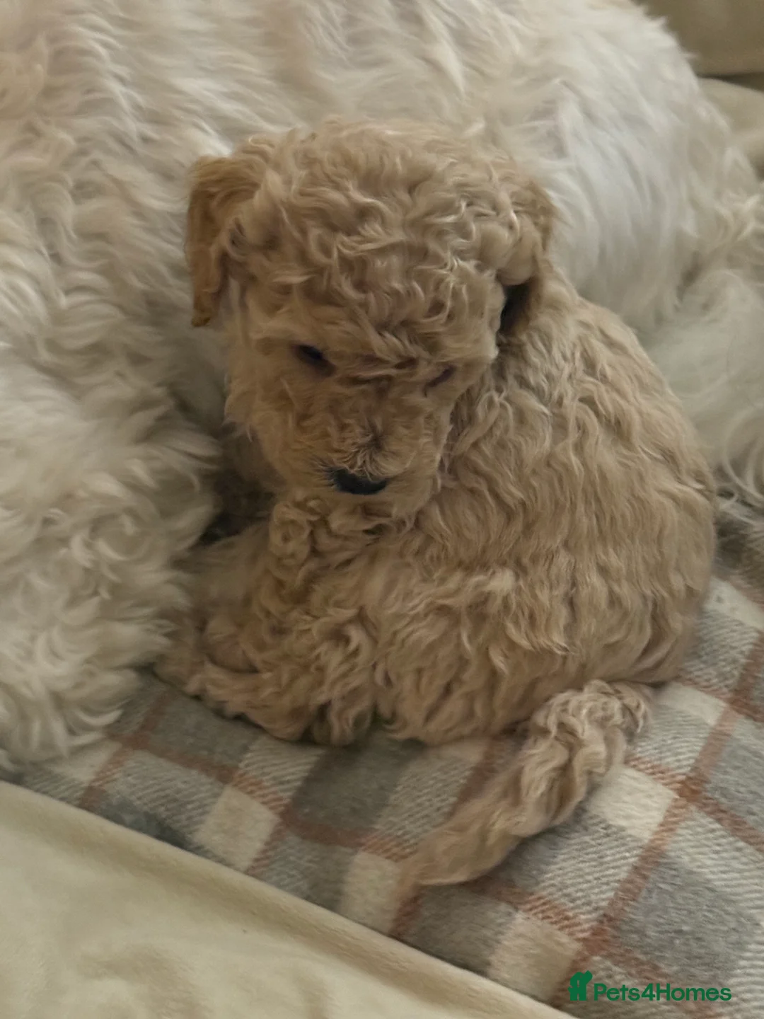 Maltipoo dogs for sale: Ready this week 🧸 - Advert 31