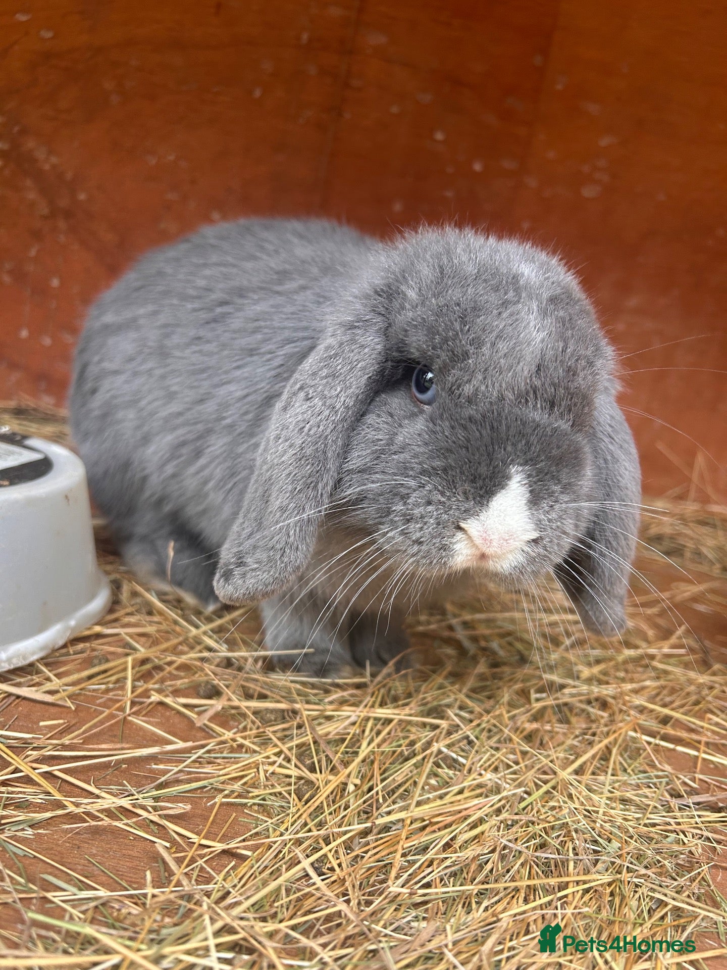 Angora rabbits for sale: Angora Teddywidder Netherland dwarf - Advert 15