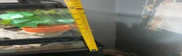 Gecko reptiles for sale: Mourning gecko enclosure and sand gecko enclosure  - Advert 19