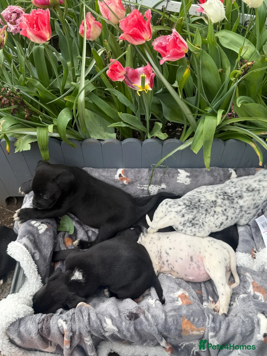 Welsh Collie dogs for sale: Adorable Welsh Collie x Dalmatian Puppies in Caernarfon - Advert 13