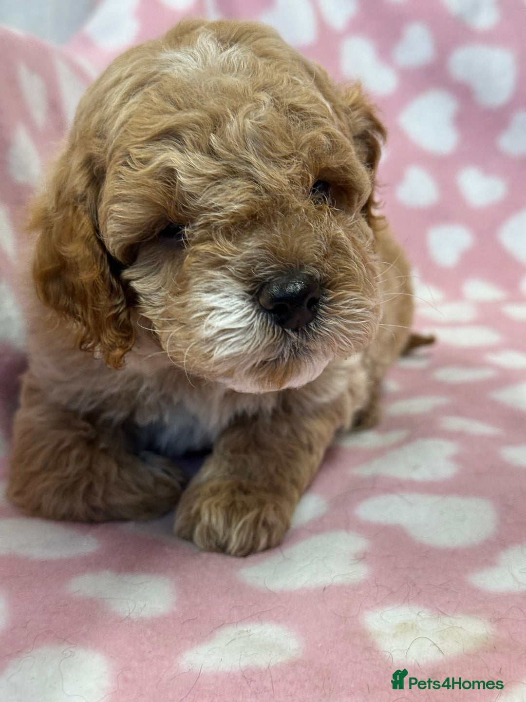 Cockapoo dogs for sale: Cockapoos F1B puppies  - Advert 2