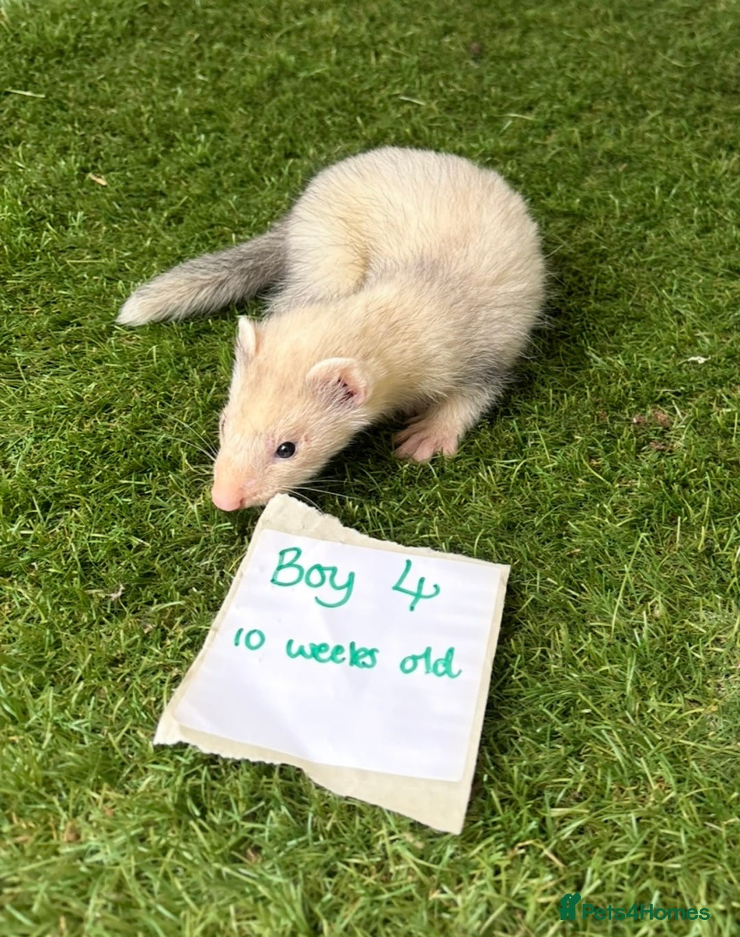 Ferret rodents for sale: Ready now Baby Micro ferrets - Image 8