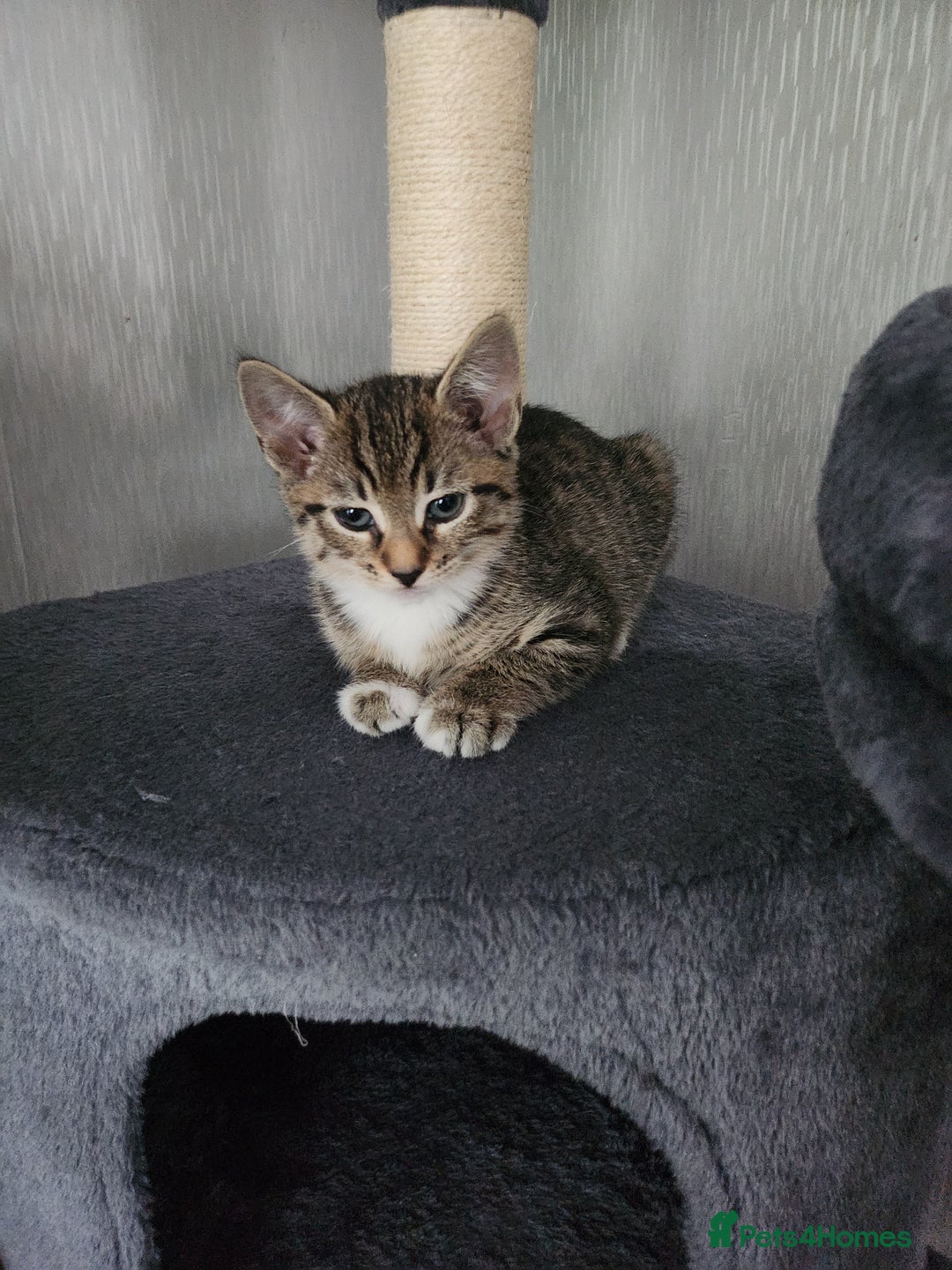 Mixed Breed cats for sale: Kittens  - Image 16