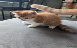 Mixed Breed cats for sale: Playful boy for sale ready now - Image 6