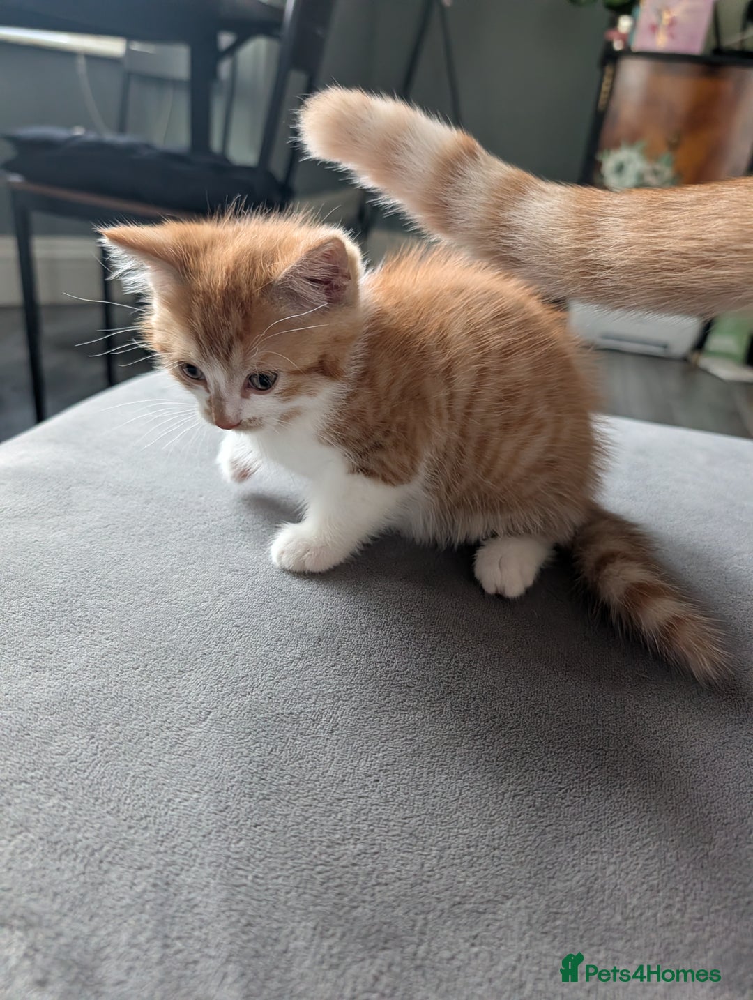 Mixed Breed cats for sale: Playful boy for sale ready now - Image 6