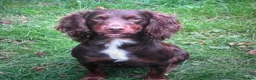 Cocker Spaniel dogs for sale: KC COCKER PUPS BLACK WHITE CHOCOLATE TAN TRI RED - Advert 8