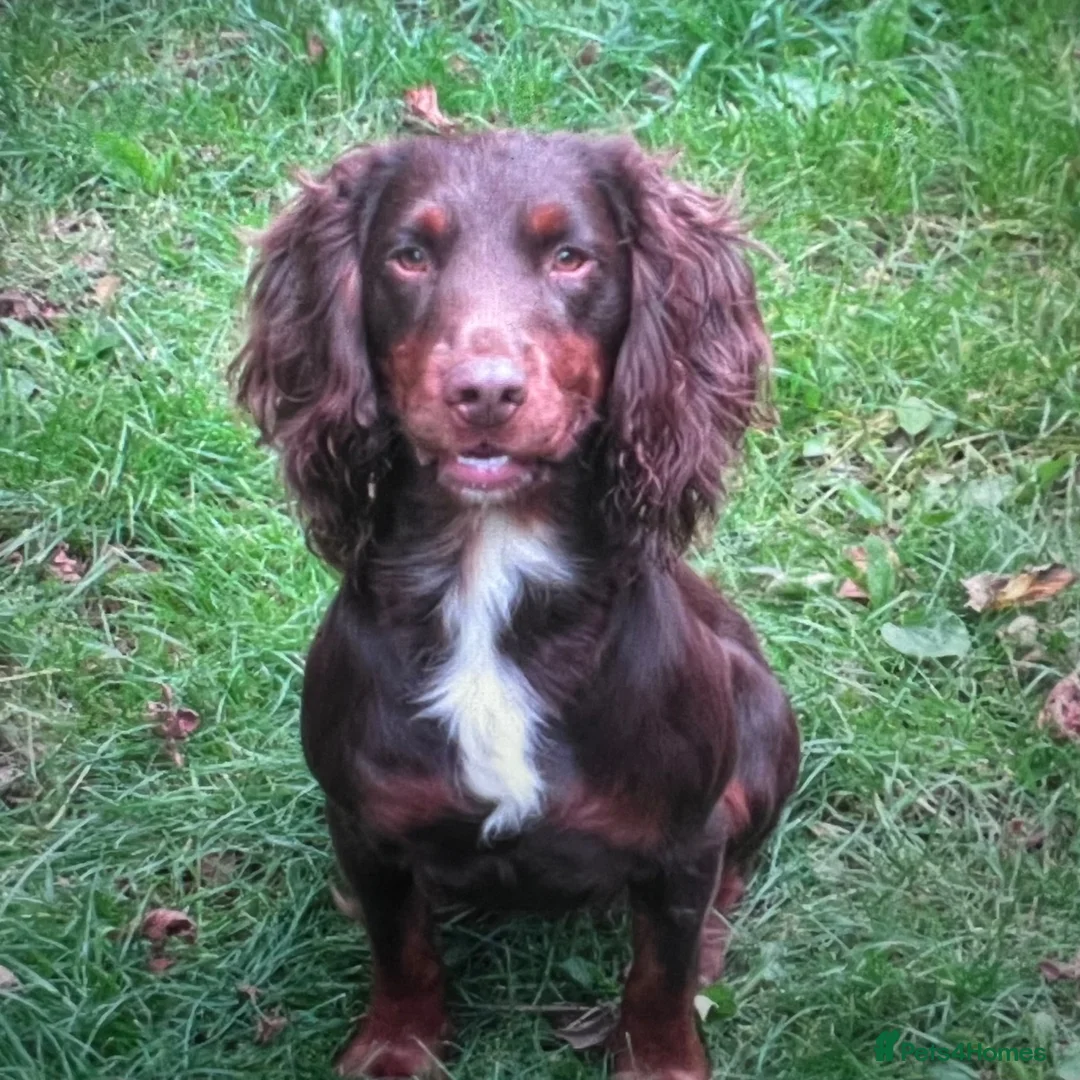 Cocker Spaniel dogs for sale: KC COCKER PUPS BLACK WHITE CHOCOLATE TAN TRI RED - Advert 8