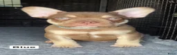 French Bulldog dogs for sale: French bulldog puppies - Advert 6